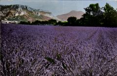MODERN CARD Excursion of the gorges of the Verdon Field of lavender in Provence