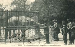 Paris CPA Botanical garden Elephant to taste it