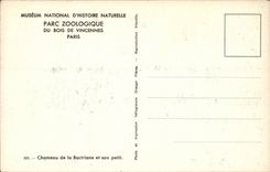 Paris CPA Zoological gardens of Vincennes Camel of Bactriane and its small zoo