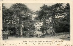 CPA Paris Cedars of the botanical garden