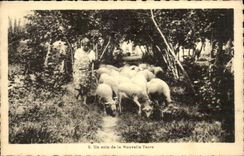 CPA Fantasy a corner of the new ground Sheep Breeding