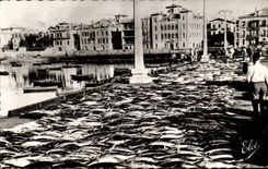 CPA St Jean de Luz Les thons sur le quai Au fond la maison de l'infante