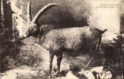 CPA Savoy the ibex of the Alps Chamois