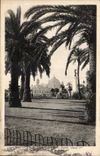 Nice CPA Palm trees of the garden Albert 1st and the casino of the pier