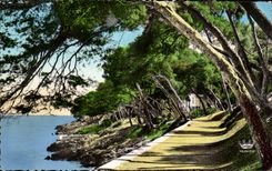 Menton - Under wood in the Cape Martin - CPA