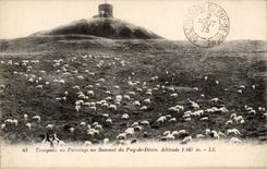CPA Herd with the pasture at the top of Puy de Dome Sheep