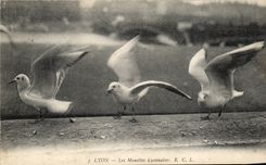 CPA Lyon Lyons gulls Bird