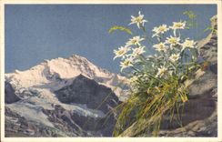 CPA Die Jungfrau Berner Oberland Edelweiss