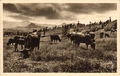 CPA Cantal Pasture in the valley of Rhue de Cheylade