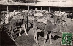 CPA Algeria Fondouk Camel Camel