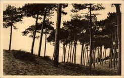 Arcachon CPA Le parc des Abatilles