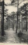 Arcachon Moulleau CPA Clairiere en foret