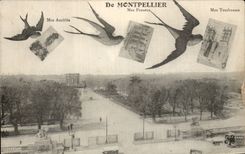 Montpellier CPA Mes pensees Hirondelles