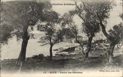 Nizza CPA kommt die Olivebaume