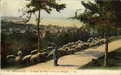 CPA Houlgate the road of Villers and sight on Houlgate (shepherd sheep)