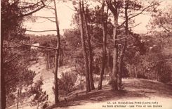 CPA La Baule Pines With the wood of love pines and dunes
