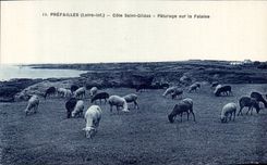 Prefailles CPA bemisst Saint Gildas Paturage auf dem Klippe Biberlamm-Schaf-Biberlamm