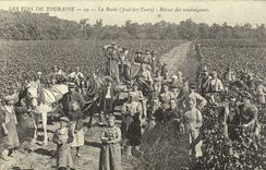 REPRODUCTION the wines of Touraine Borders It Cheek lez Tours Return of the vintagers