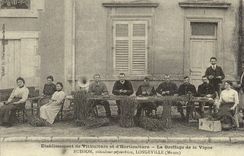 REPRODUCTION Establishment of Vine growing and horticulture grettage of the vine Bush Longeville Meuse