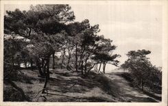 CPA Str Brevin die Ozean Tannenbaume im Rand von Meer