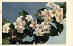 Bluht - Blumen - Kirschbluten - CPA