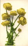 Blumen - Blumen - gelbe Bluten - CPA
