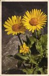 Blumen - Blumen - recht gelbe Ganseblumchen - CPA