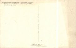 Blumen - Blumen - recht gelbe Ganseblumchen - CPA