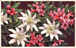 Blumen - Blumen - sehr victorian Blumen - CPA