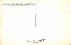 Blumen - Blumen - sehr victorian Blumen - CPA