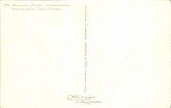 Bluht - Blumen - Gebirgswildflowers - CPA