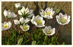 Bluht - Blumen - weisse Wildflowers - CPA