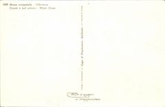 Bluht - Blumen - weisse Wildflowers - CPA