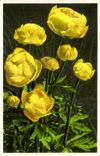 Bluht - Blumen - brigt gelbe Blumen - CPA