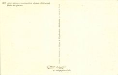 Bluht - Blumen - grosse purpurrote Ganseblumchen - CPA