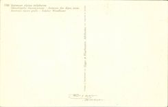 Bluht - Blumen - grosse gelbe Blumen - CPA