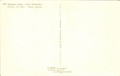 Bluht - Blumen - grosse weisse Blumen - CPA