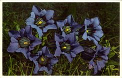 Blumen - Blumen - recht purpurrote Wildflowers - CPA