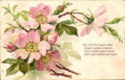 Blumen - Blumen - Blume entspringt - Victorian - CPA