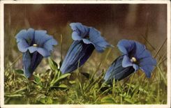 Bluht - Blumen - helle purpurrote Blumen - CPA