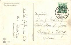 Bluht - Blumen - helle purpurrote Blumen - CPA