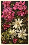Bluht - Blumen - bunte Blumen - CPA