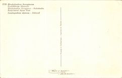 Bluht - Blumen - bunte Blumen - CPA