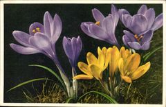 Blumen - Blumen - purpurrot und gelbe Blumen - CPA