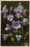 Bluht - Blumen - empfindliche blaue Blumen - CPA