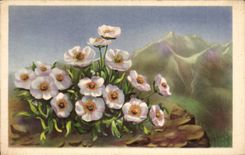 Bluht - Blumen - Gebirgsblumen - CPA