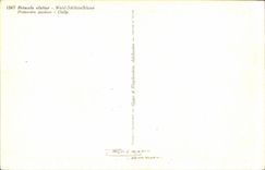 Blumen - Blumen - gelbe Blute - CPA