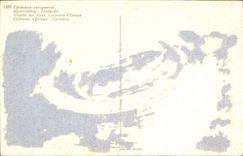 Blumen - Blumen - rosafarbene Bluten - CPA