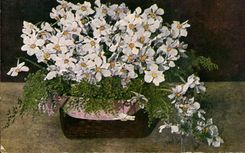 Bluht - Blumen - Tennisschuh weg von den Blumen - CPA