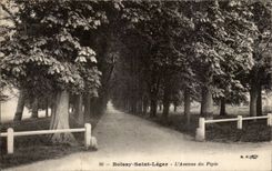 Boissy Saint Light - the Avenue of Piple CPA